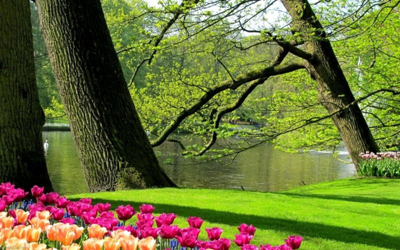 Природа парк Весна