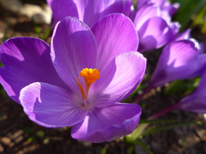 Крокус Шафран цветок