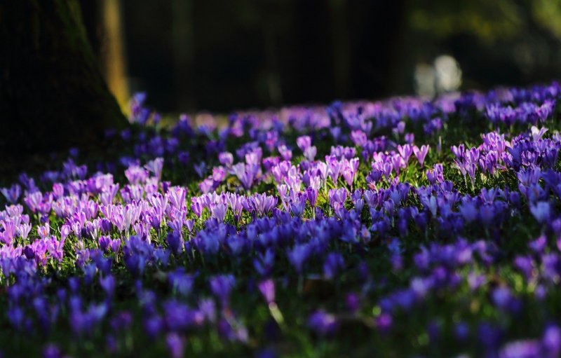 Фиолетовые цветы весной