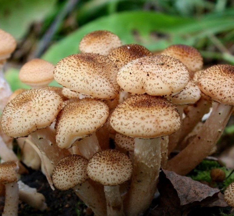 Опята грибы съедобные
