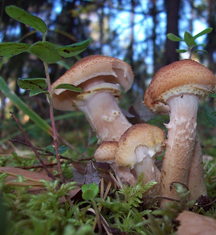 Мицелий грибов опенок летний