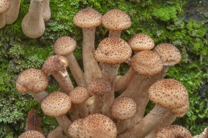 Опёнок Луговой съедобные грибы