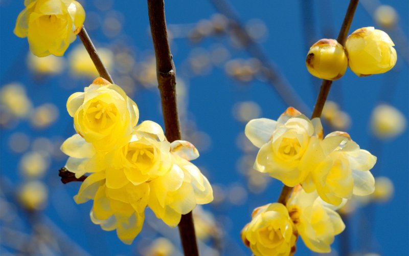 Желтые весенние цветы