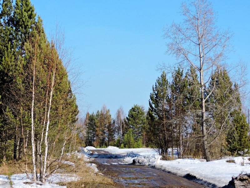 Природа Сибири Весна