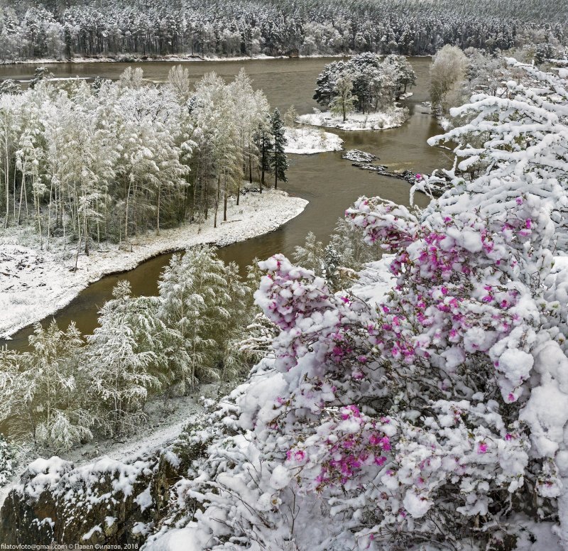 Маральник снег Алтай