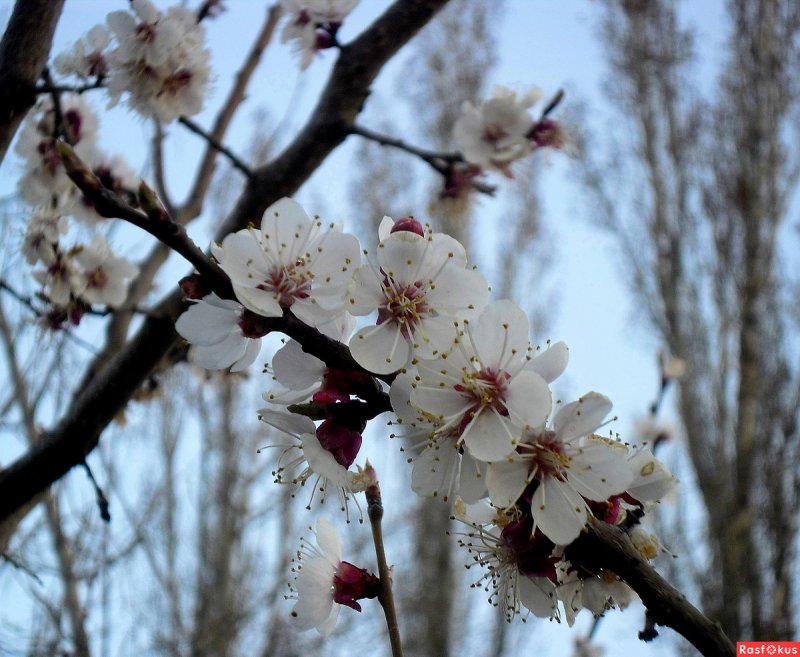 Ранняя Весна в Ростове-на-Дону