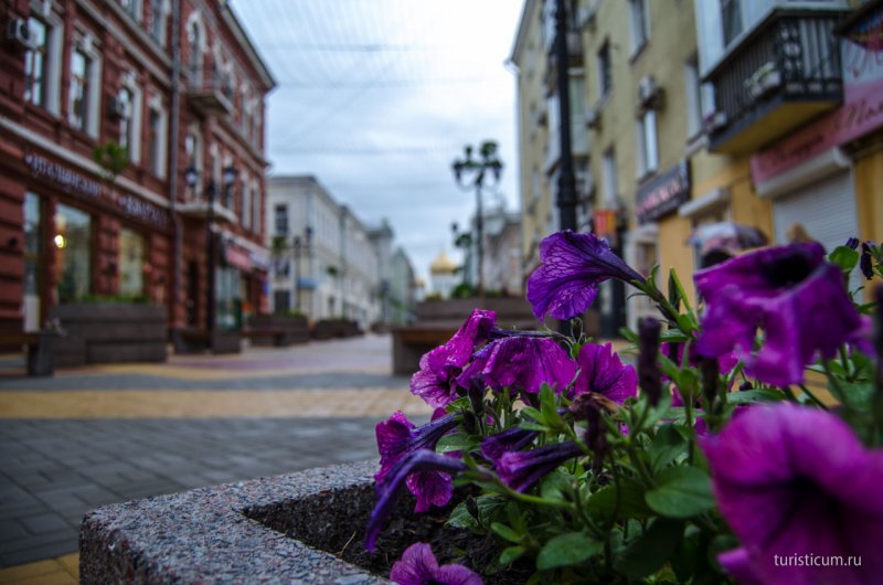 Цветы на улицах Ростова