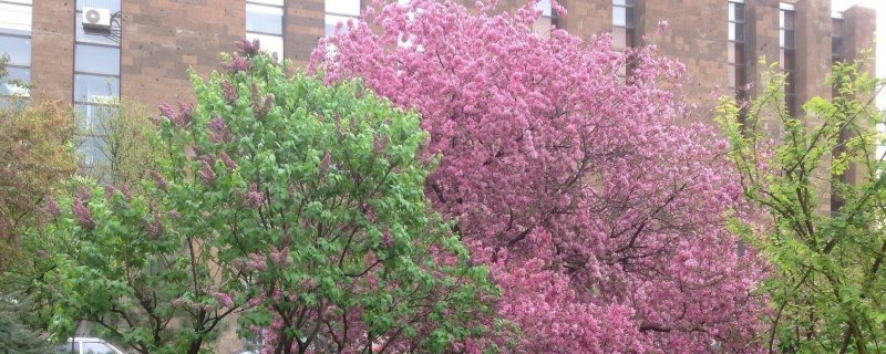 Цветущие деревья в Ростове