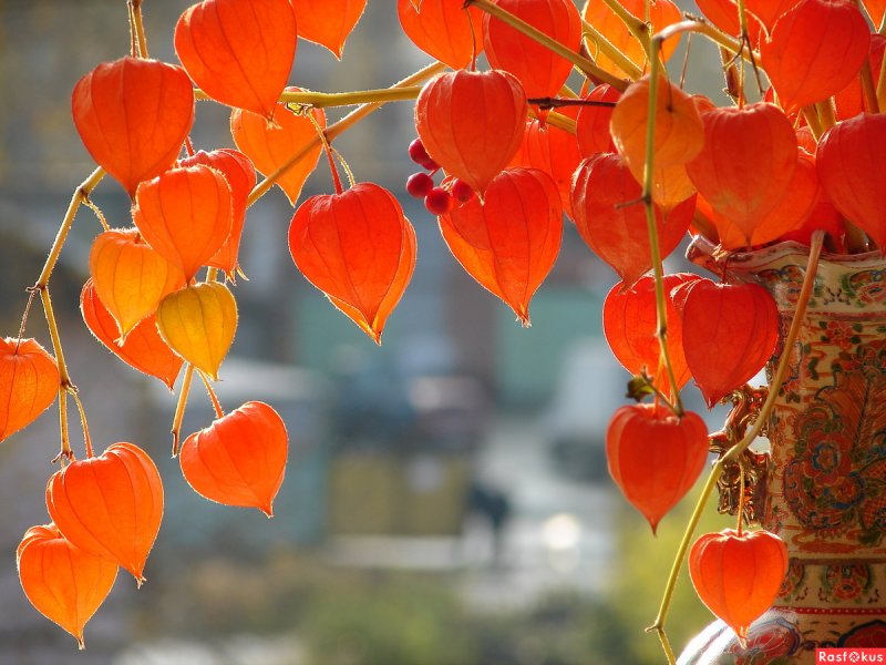 Осенний букет листья клёна физалис