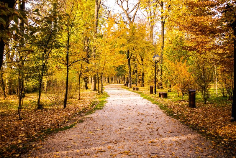 Осень парк аллея
