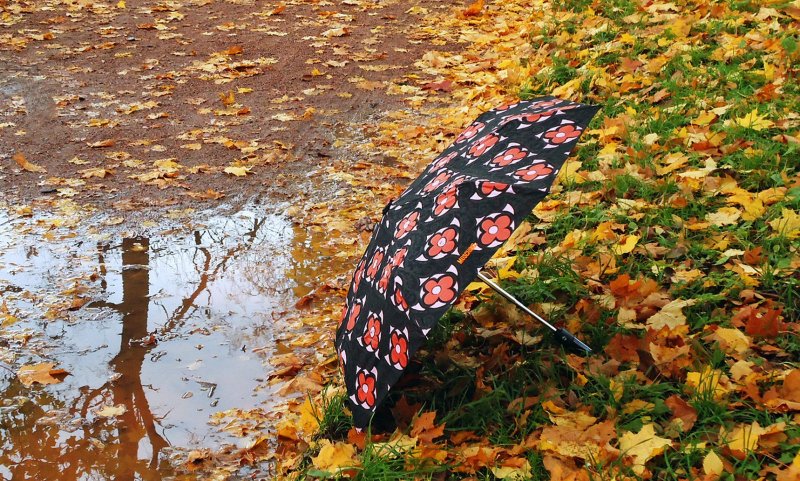 Зонт осенью