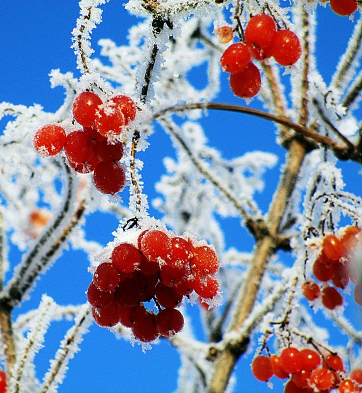 Зимние ягоды