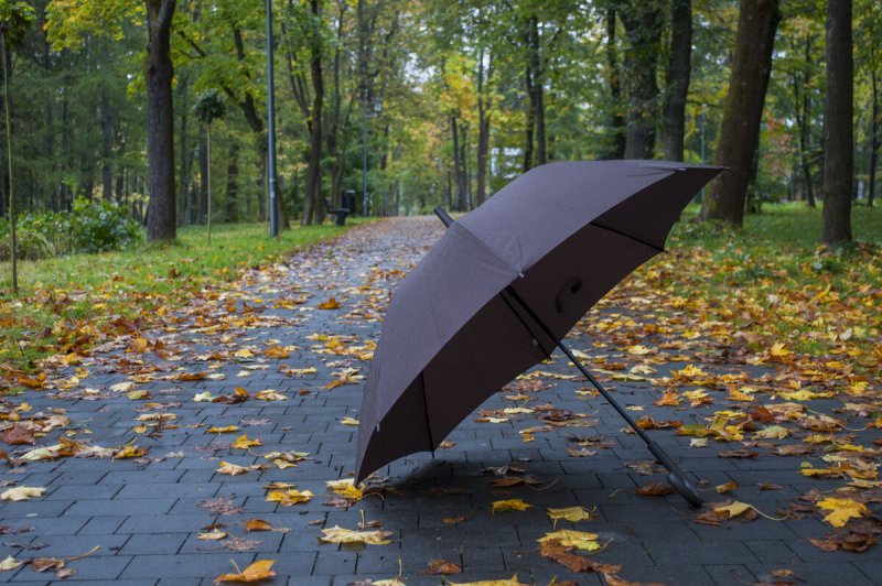 Осень зонт
