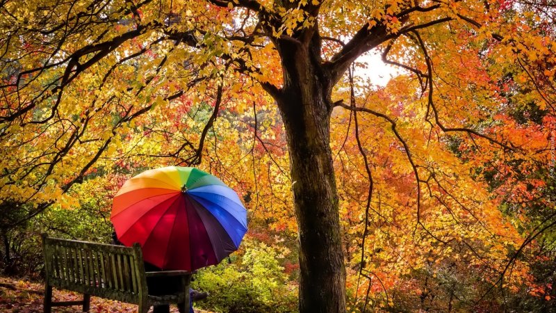 Волшебный зонтик осени