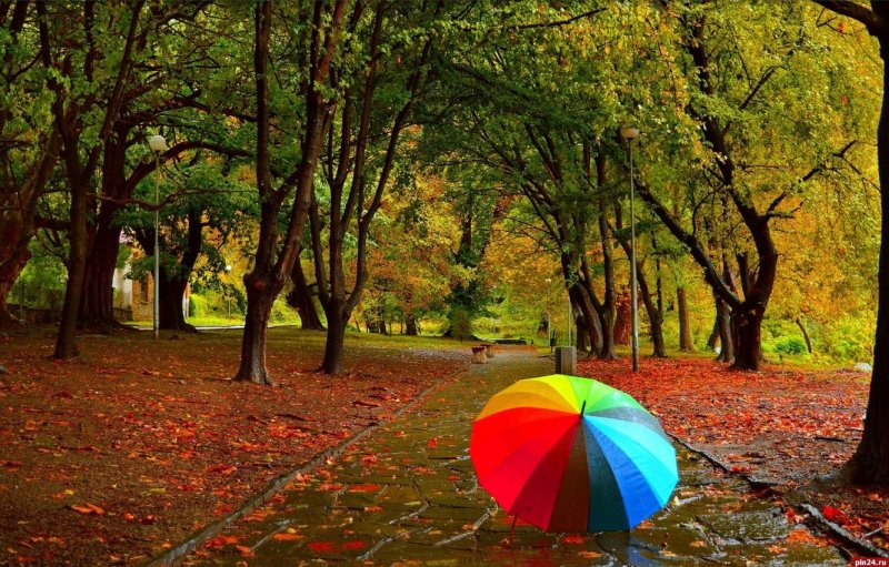 Зонтик на природе