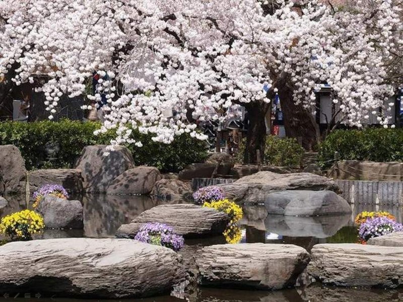 Сакура киотский Ботанический сад