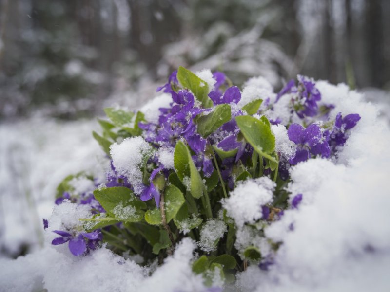 Первоцветы пролеска снег