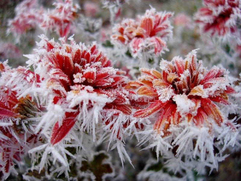 Замерзшие цветы