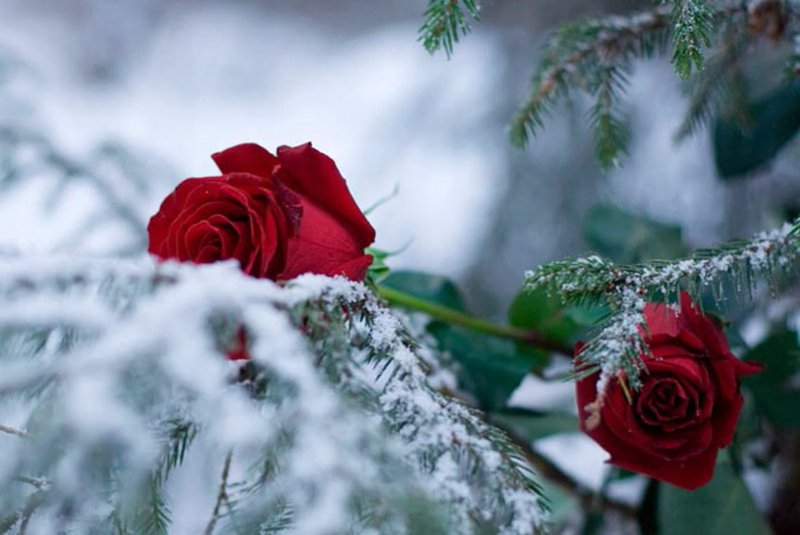 Розы на снегу вечером