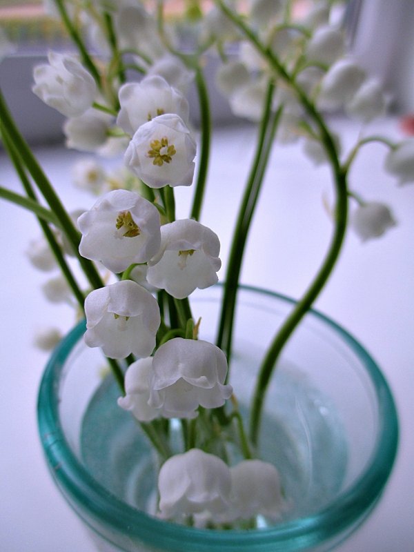Белые цветы Ландыши