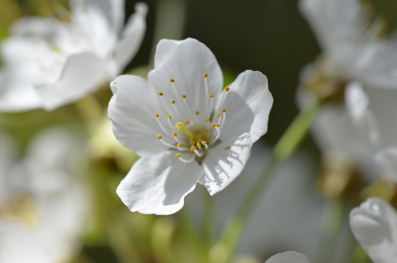 Белые цветы вишни