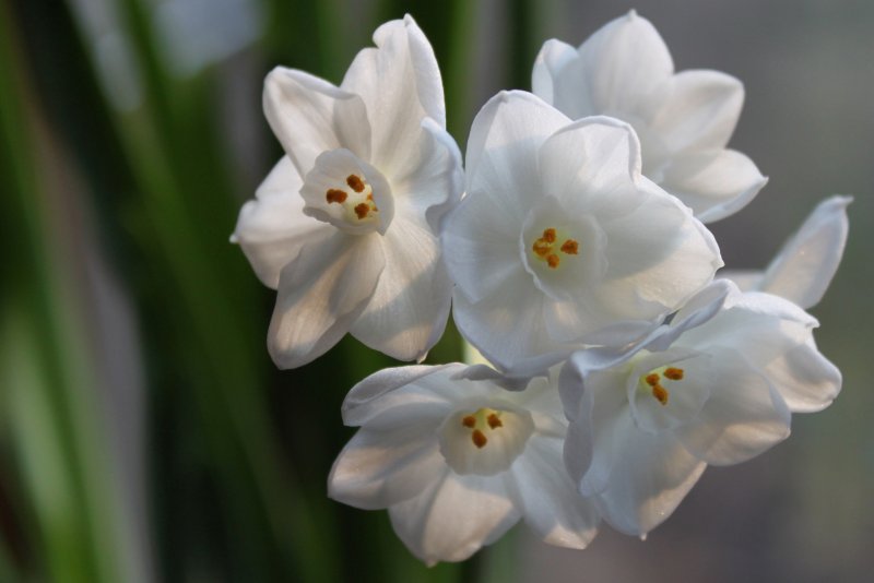 Белые весенние цветы