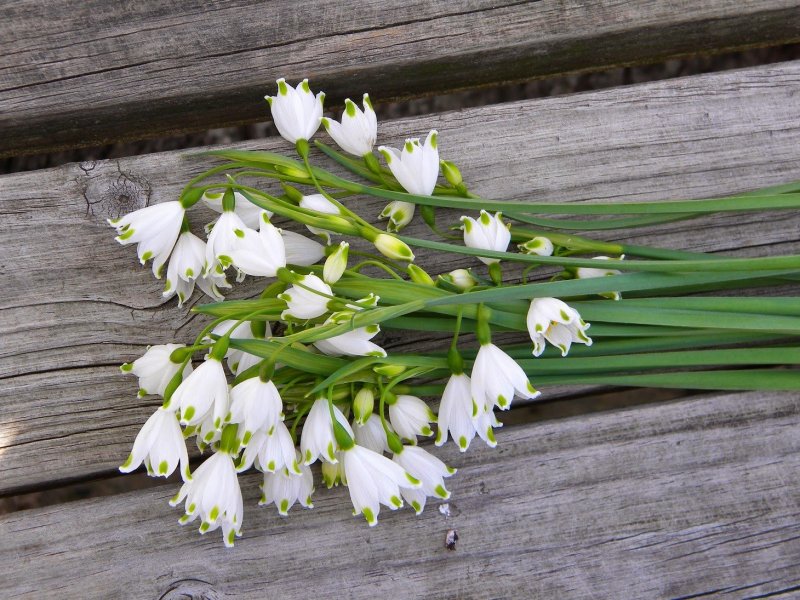 Белые весенние цветочки
