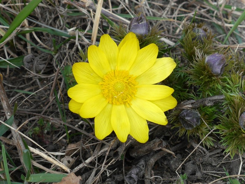 Адонис цветок желтый