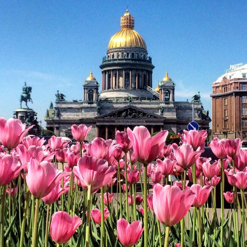 Санкт-Петербург Исаакиевский собор тюльпаны