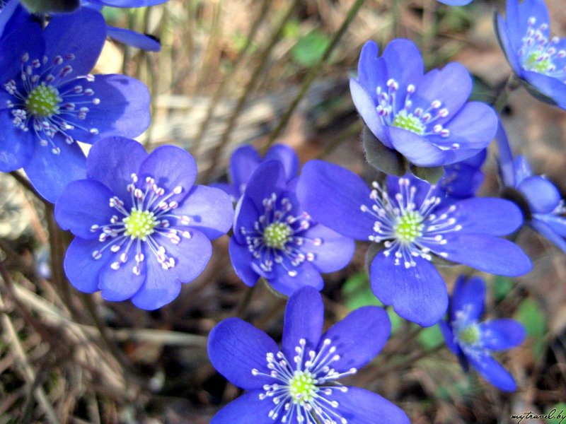 Ранние синие цветы