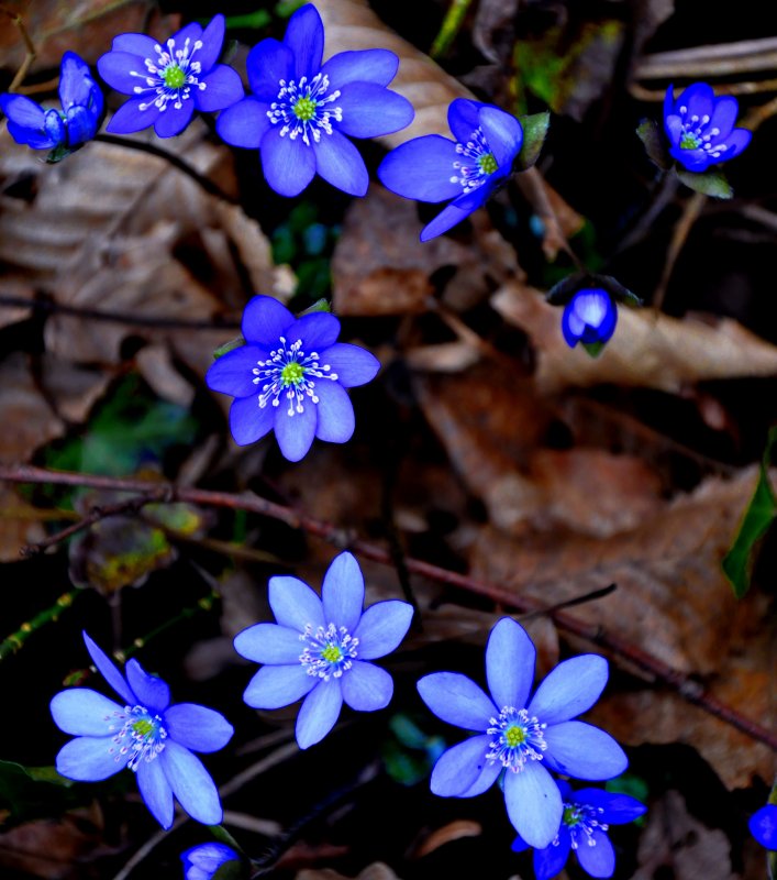 Крокус синий цветок