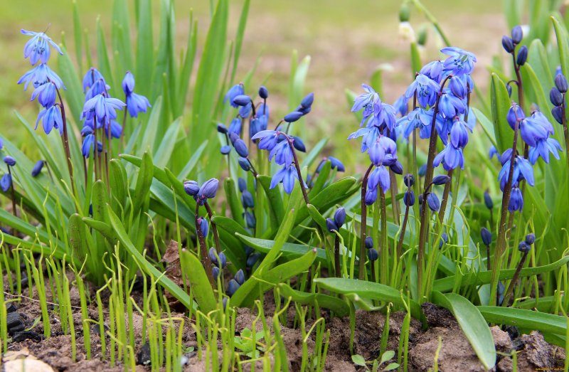 Голубые цветочки весной