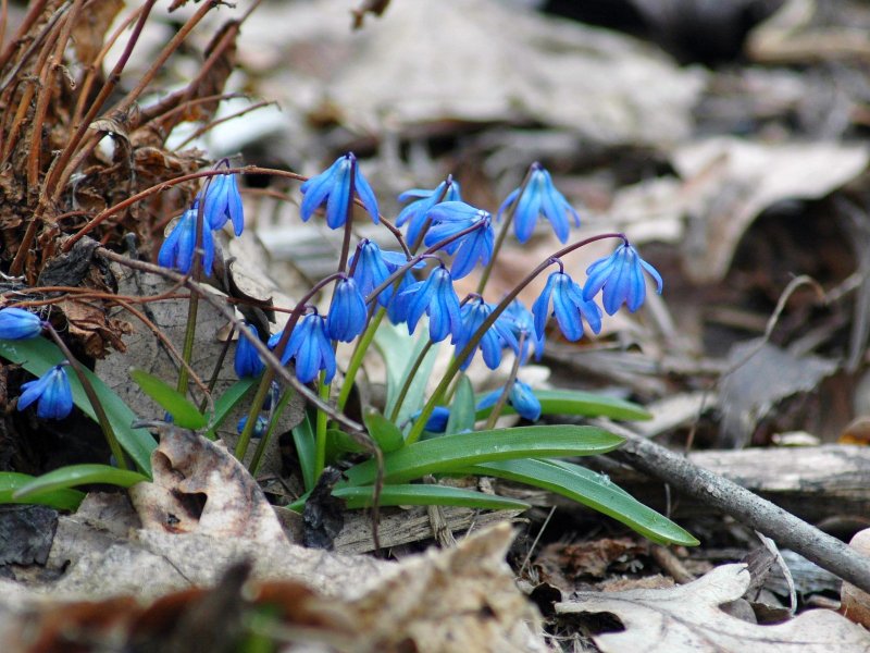 Крокус Шафран голубой цветок