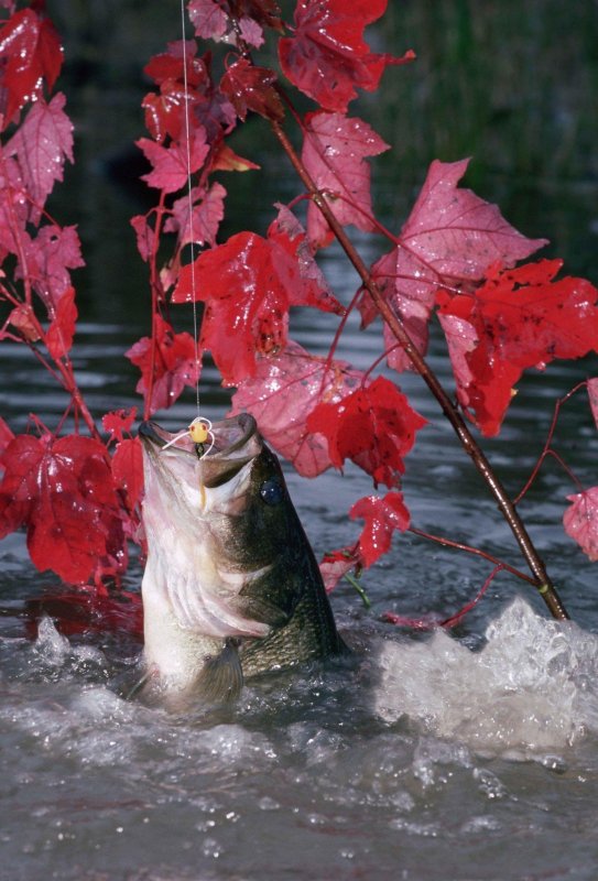 Осень рыбалка