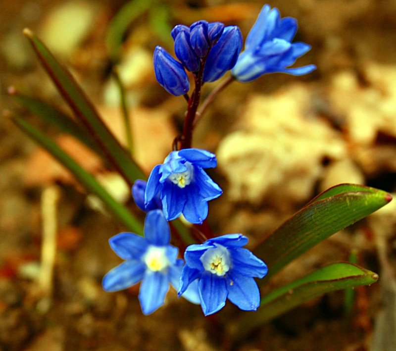 Голубые первоцветы пролески