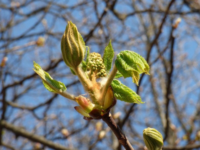 Каштан дерево весной