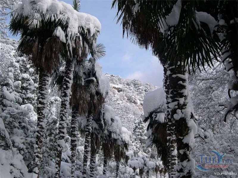 Никитский Ботанический сад Ялта зимой