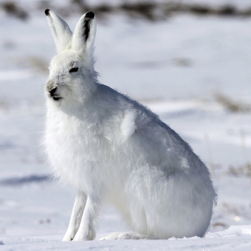 Белохвостый кролик