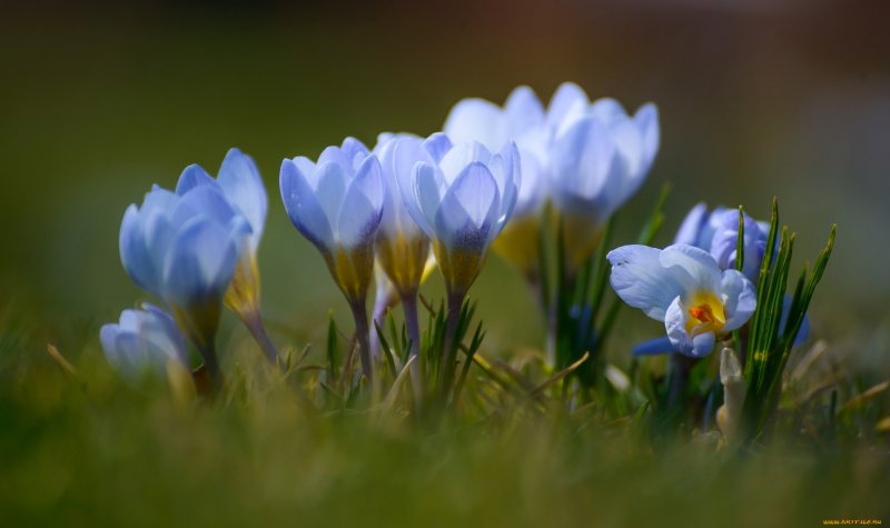 Крокус Шафран голубой цветок