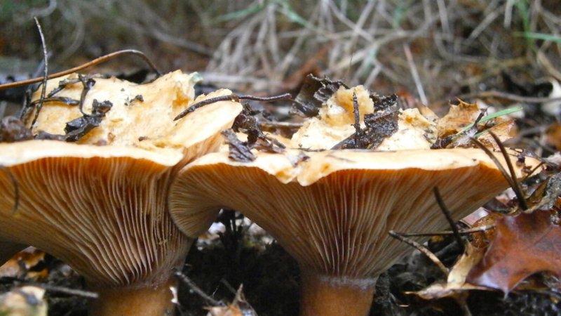 Съедобные грибы в октябре