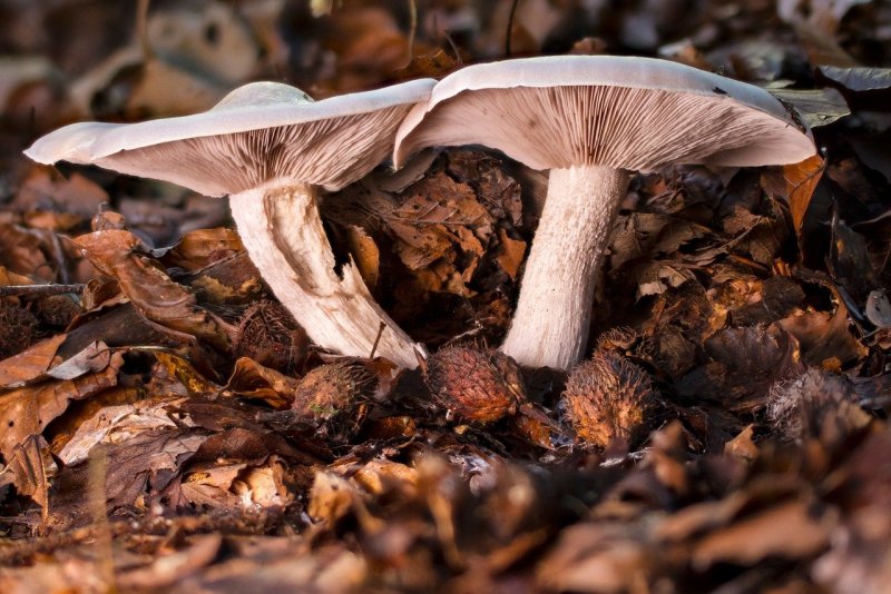 Поздние осенние грибы съедобные