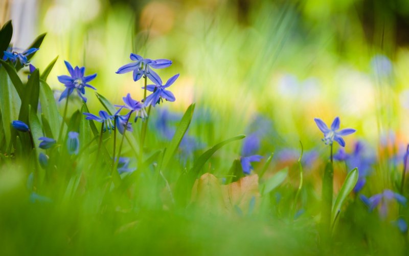 Голубые цветы в траве