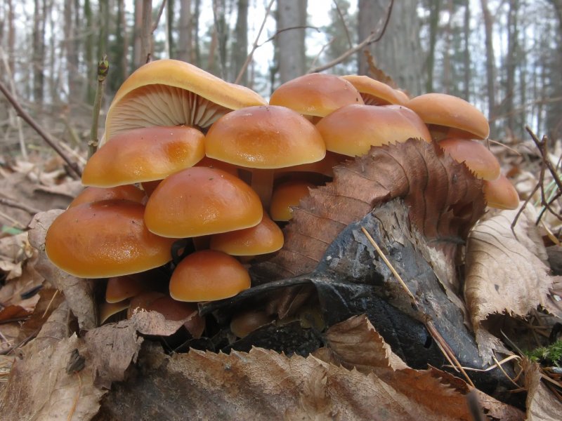 Поздние осенние грибы