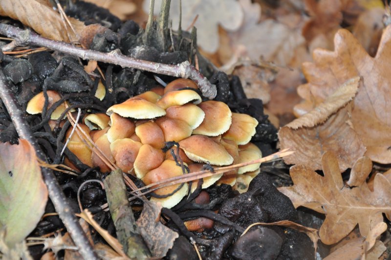 Поздние осенние грибы Подмосковья съедобные