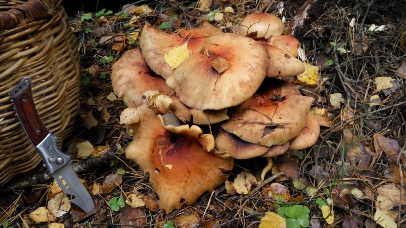 Поздние грибы в октябре