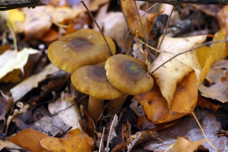 Осенние грибы Подмосковья съедобные в октябре
