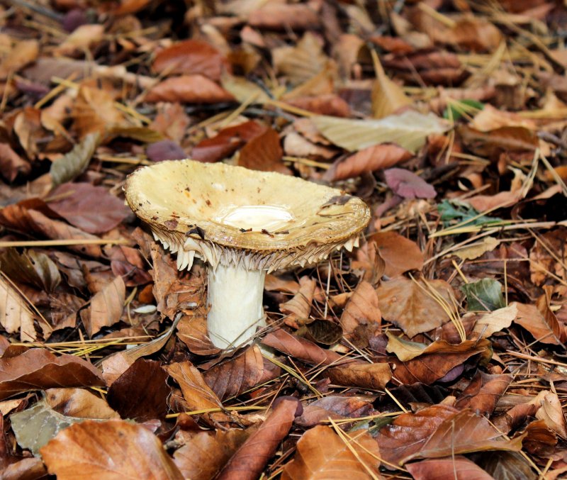 Осенние грибы пластичные