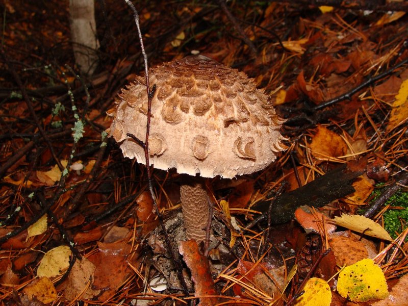 Съедобные грибы осенью