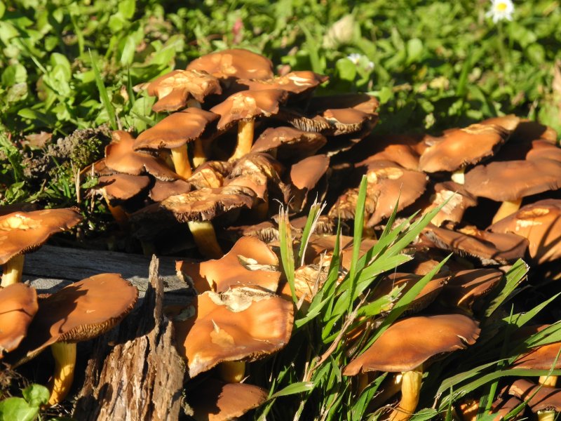 Поздние осенние грибы Подмосковья съедобные