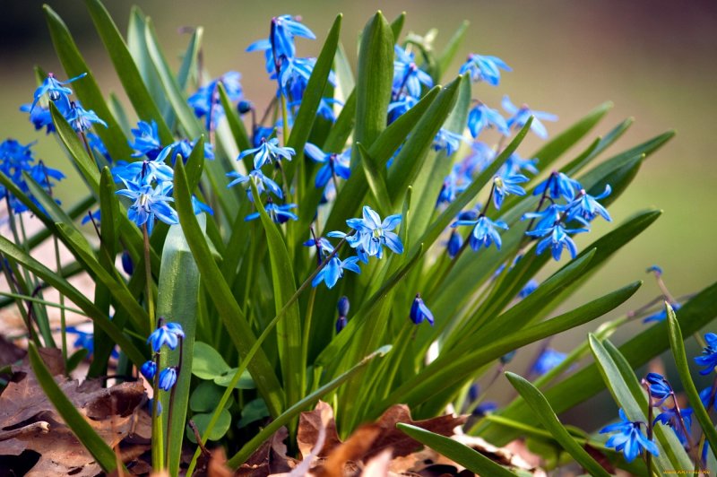 Синяя Весна